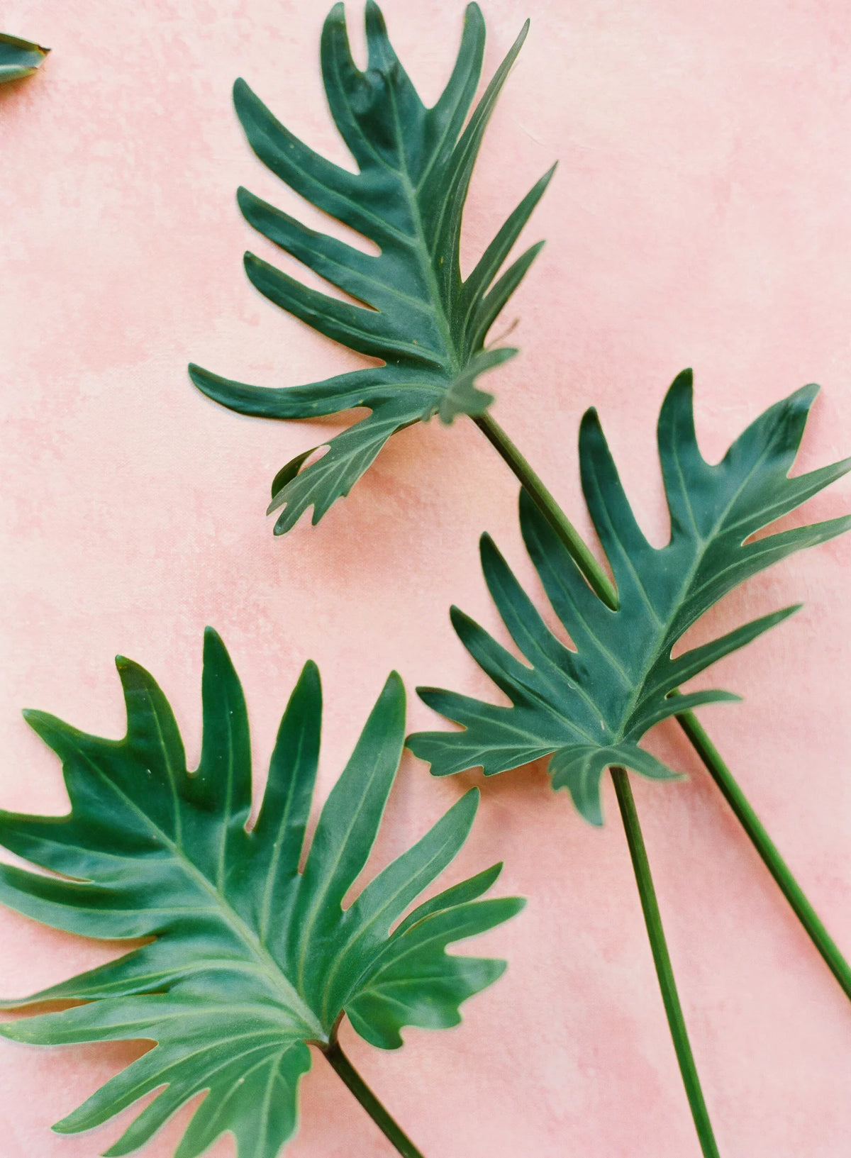 HALEAKALA | Hand Painted Flat Lay